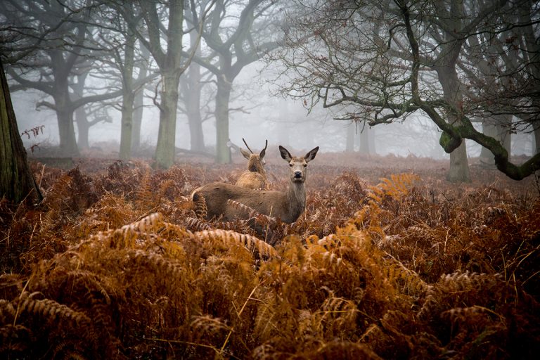 deer at Richmond Park