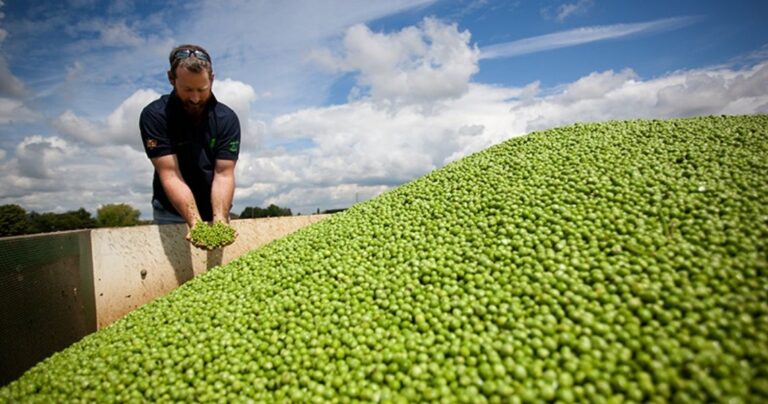 GREAT BRITISH PEA WEEK 2021