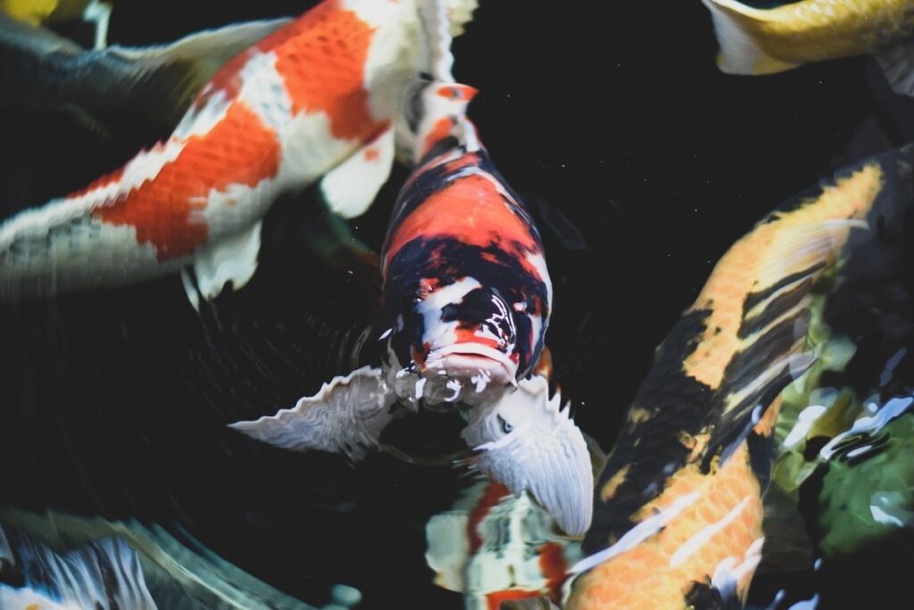 garden fish