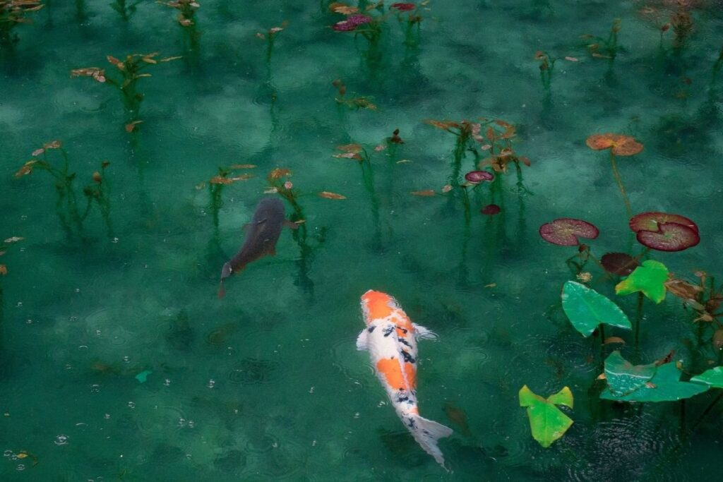 garden fish