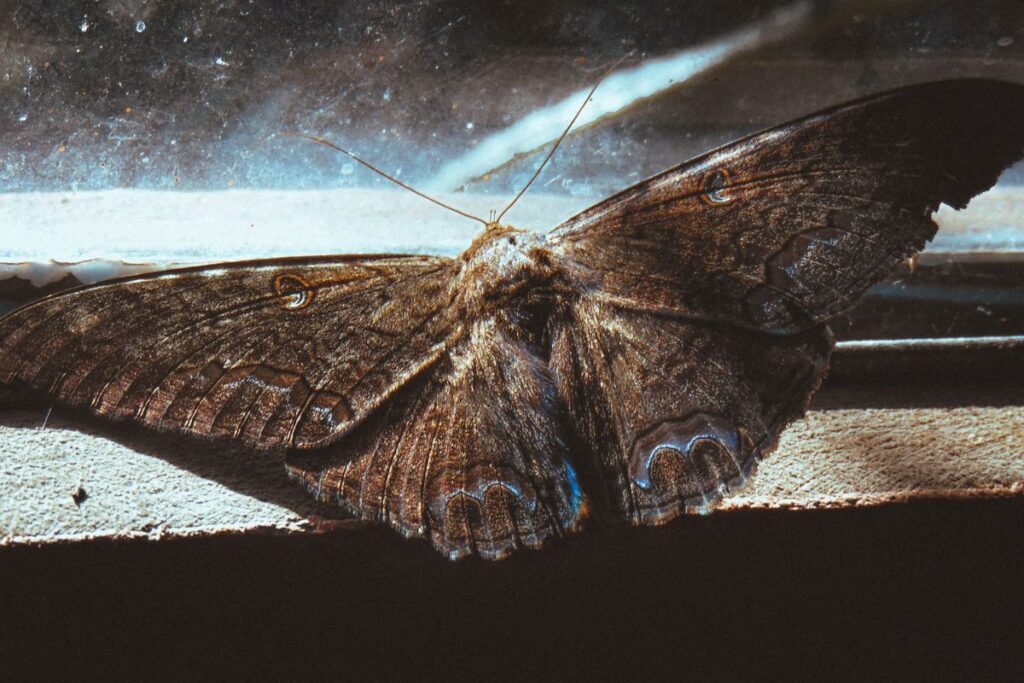 moths