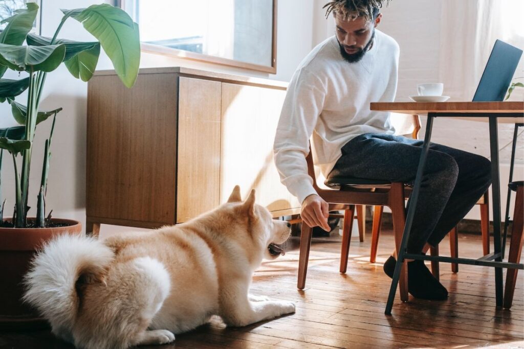 feeding your dog