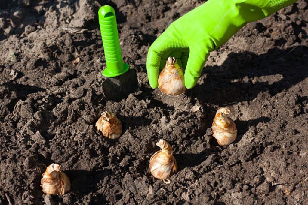 gardening jobs for March PLANTING BULBS