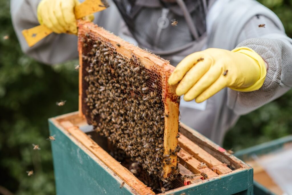 beekeeping