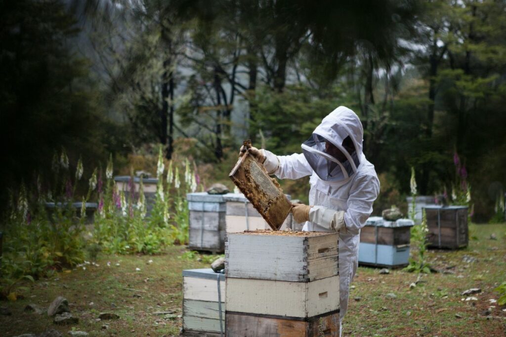 beekeeping