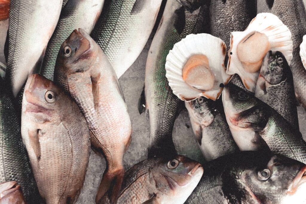 wholesale seafood