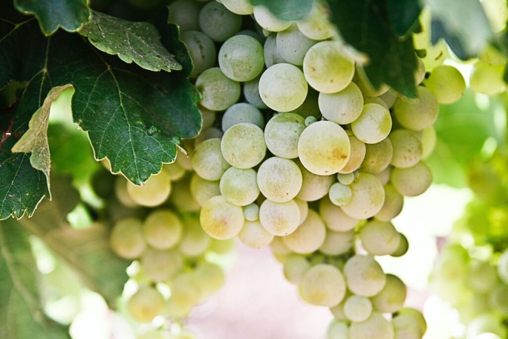 wine