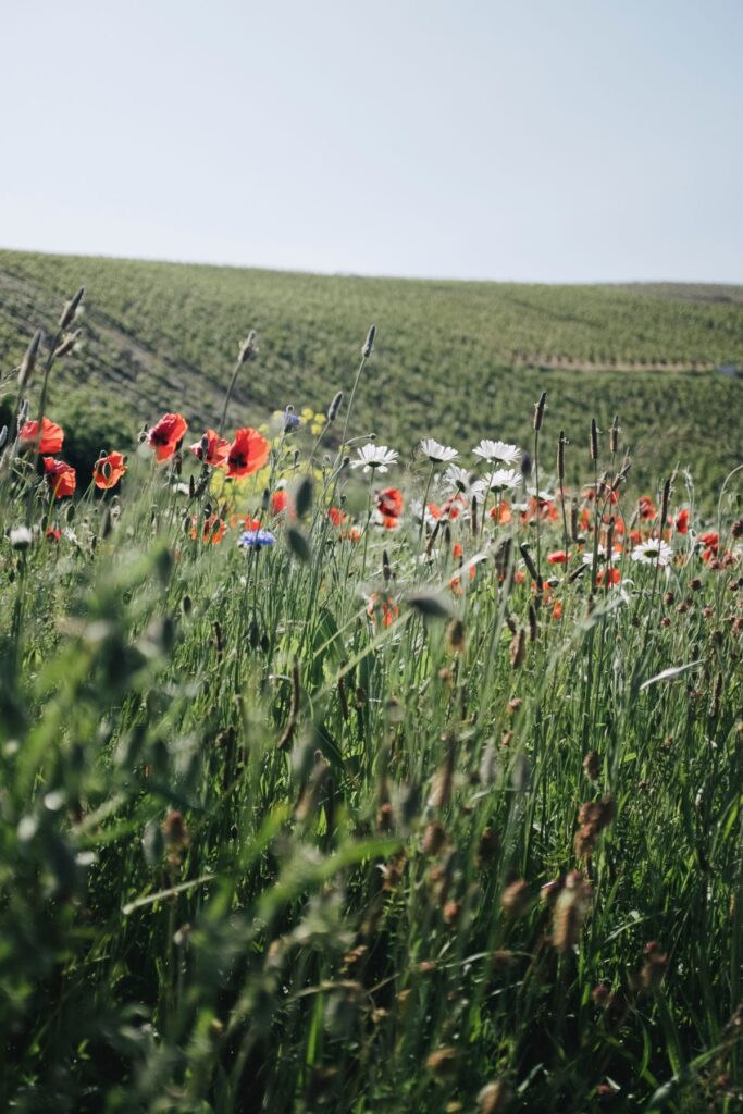 English sparkling wine
