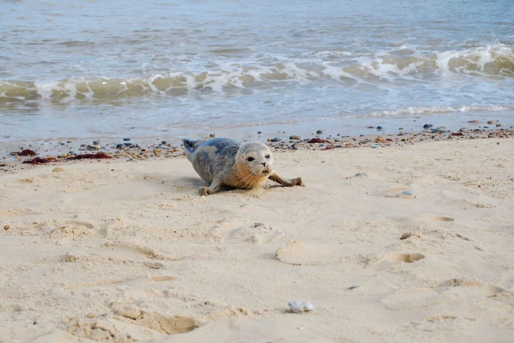 beaches Norfolk