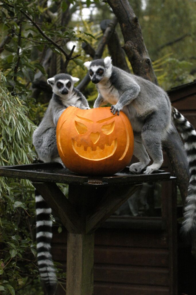 A Scary Halloween In Bristol and Bath Bristol Zoo