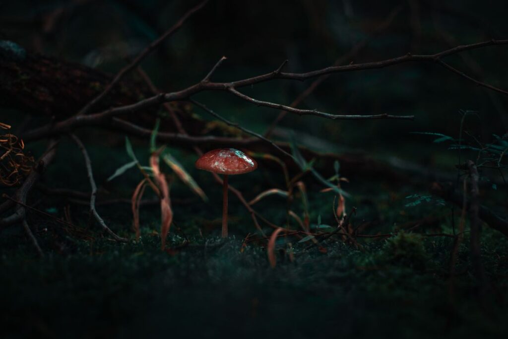psilocybin