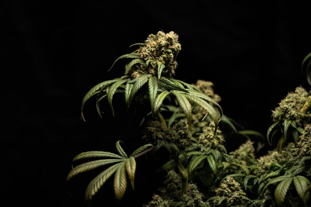 storing hemp flowers