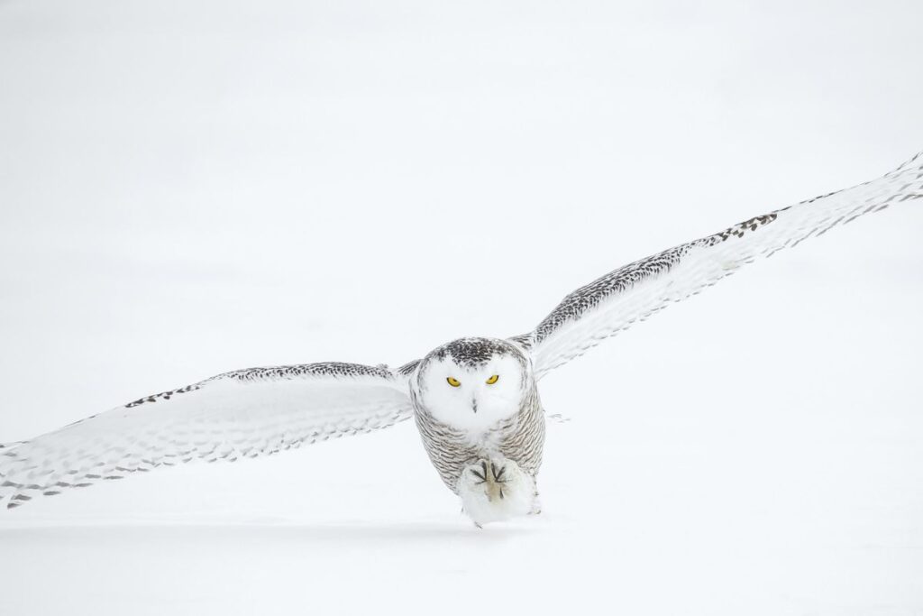 winter hobbies