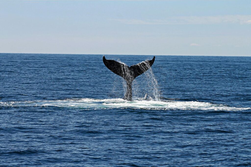 winter wildlife Ambassador Cruises