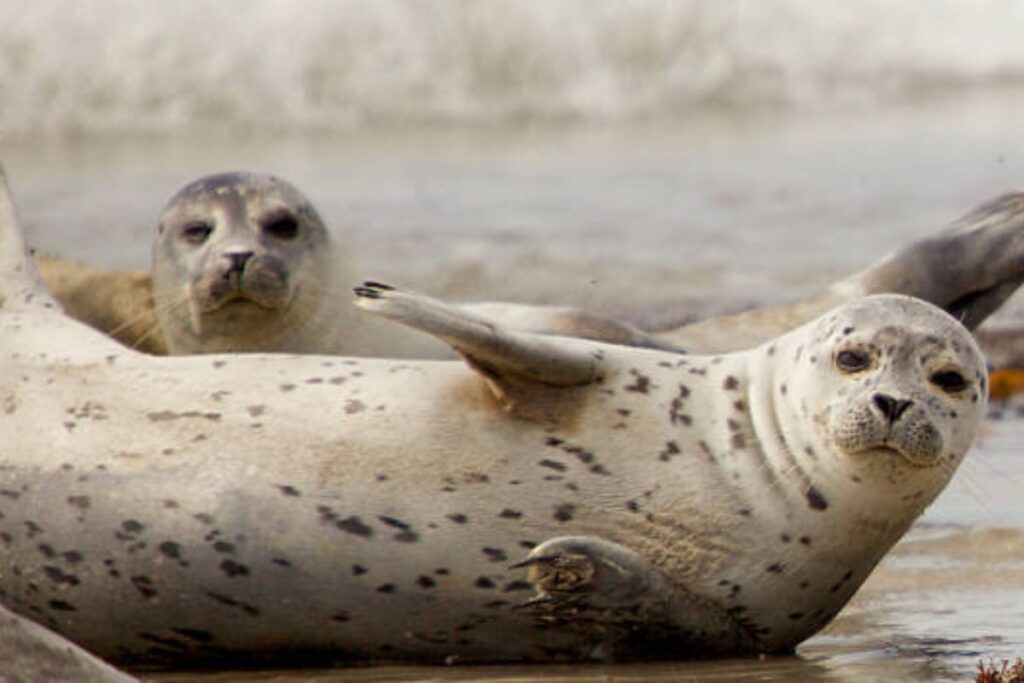 winter wildlife Ambassador Cruises