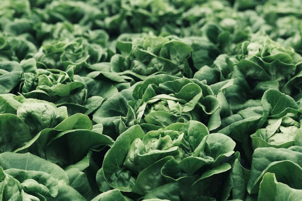 vegetables to grow in a greenhouse