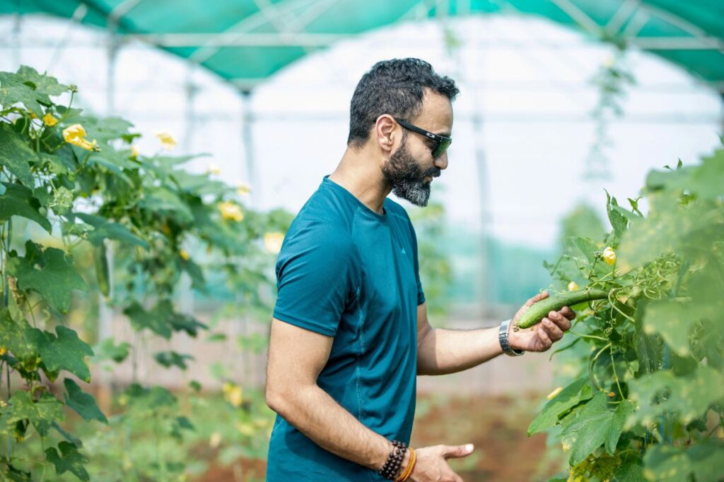 vegetables to grow in a greenhouse cucumbers
