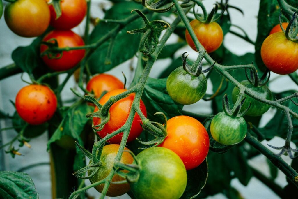 vegetables to grow in a greenhouse tomatoes