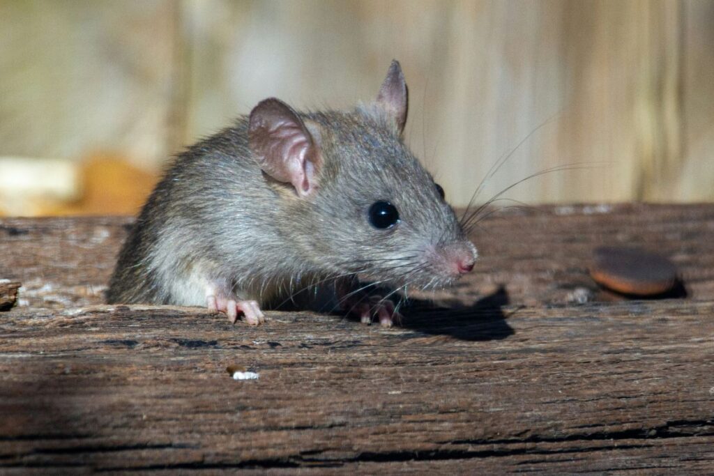 commercial property  pests