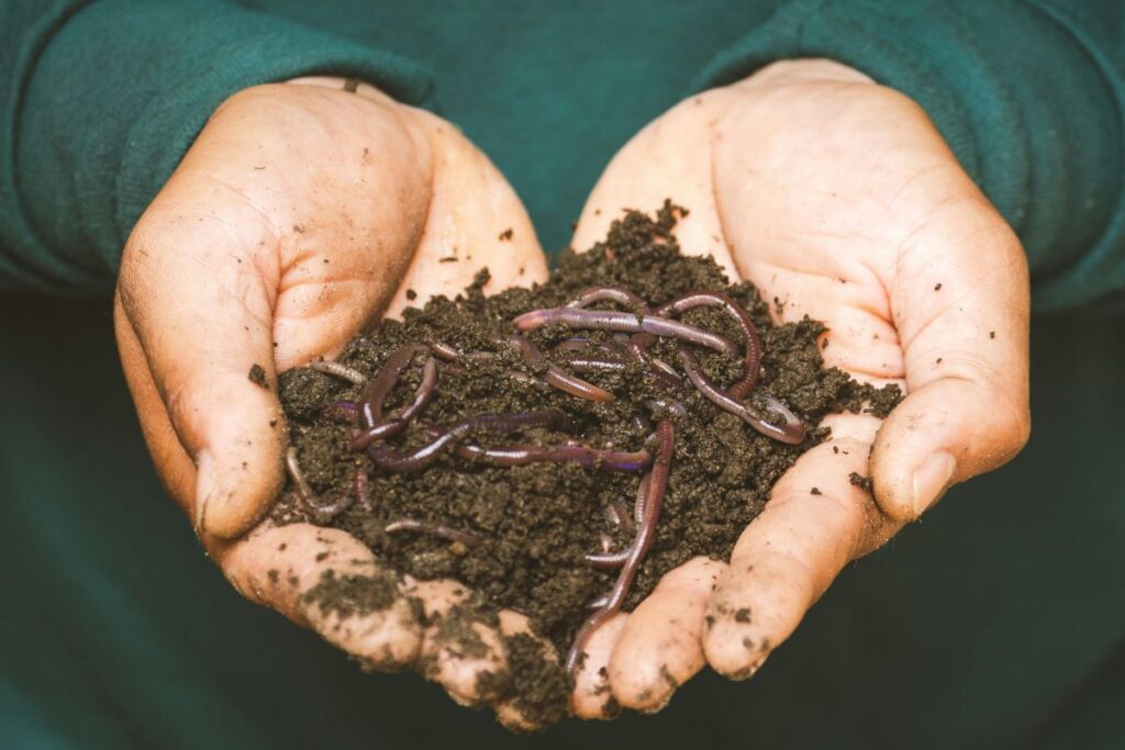 sustainable living vermicomposting