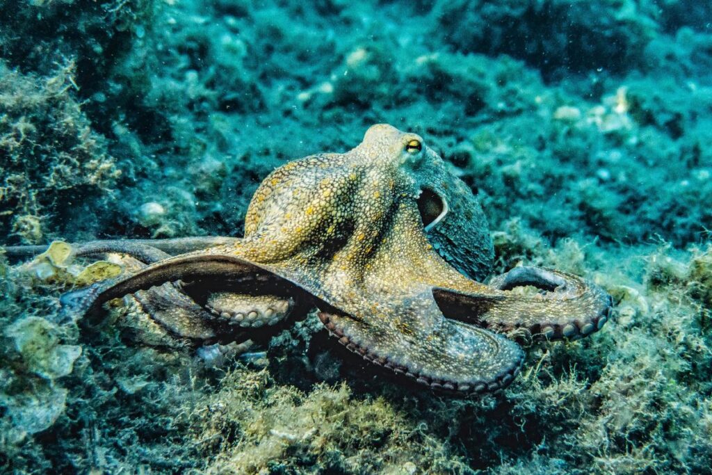 exploring the deep sea