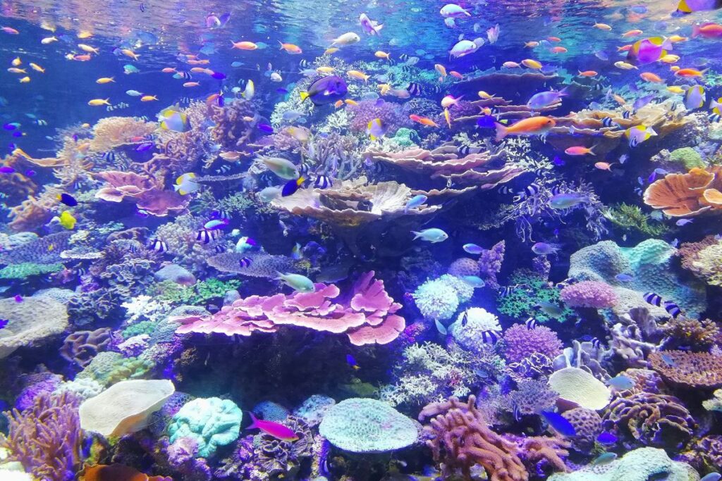 exploring the deep sea