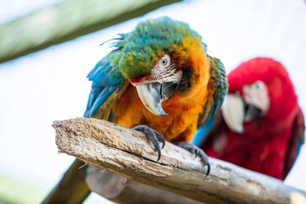 Necker Island luxury travel