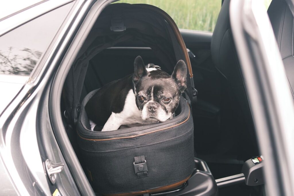 Maeve Pet Protection system
