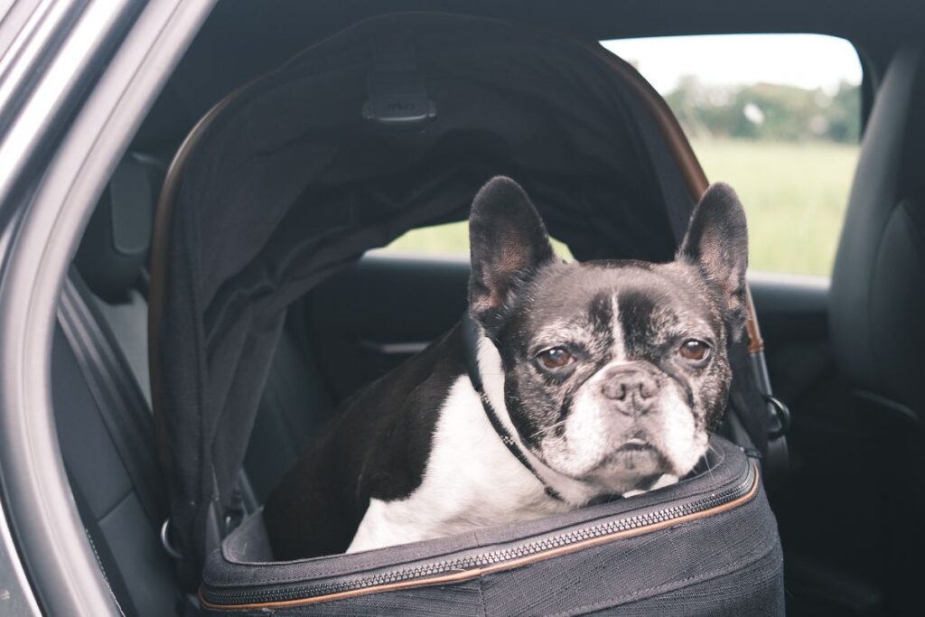 Maeve Pet Protection system