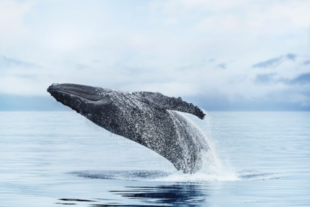 Princess Cruises Alaska