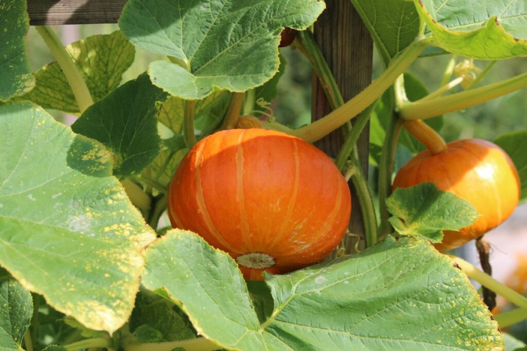 vegetables and flowers