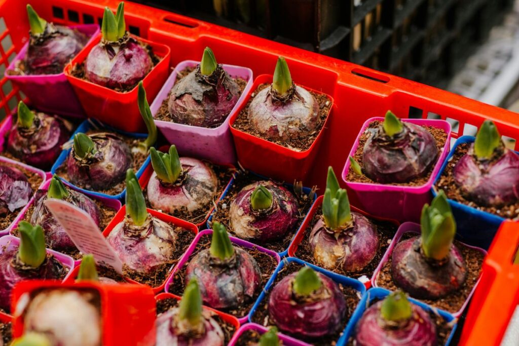 vegetables and flowers