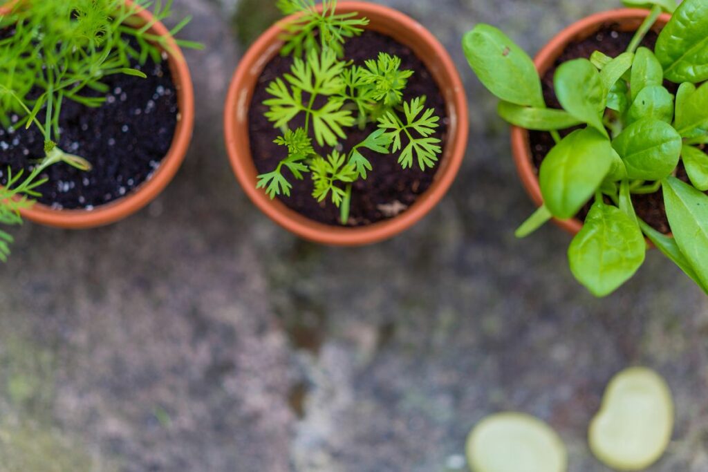 herbs