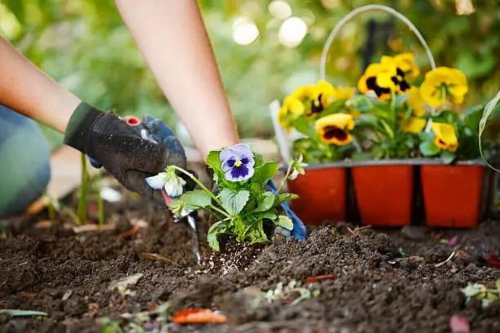 vegetables and flowers