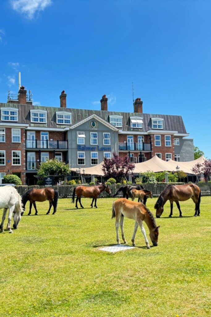 Balmer Lawn Hotel New Forest