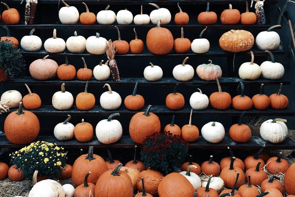 pumpkin for dogs and puppies