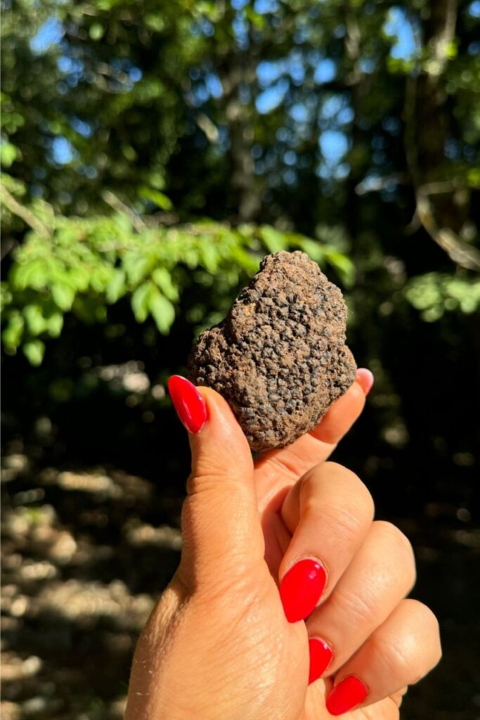 tasty truffle