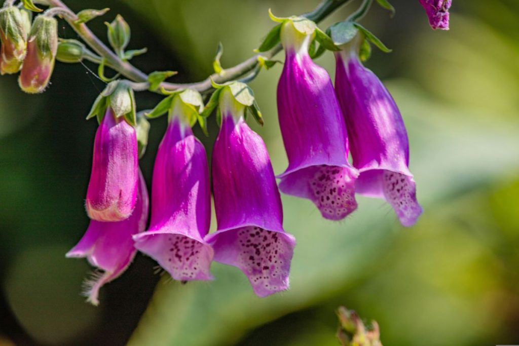 decorate your garden