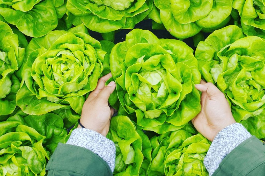 garden side hustle