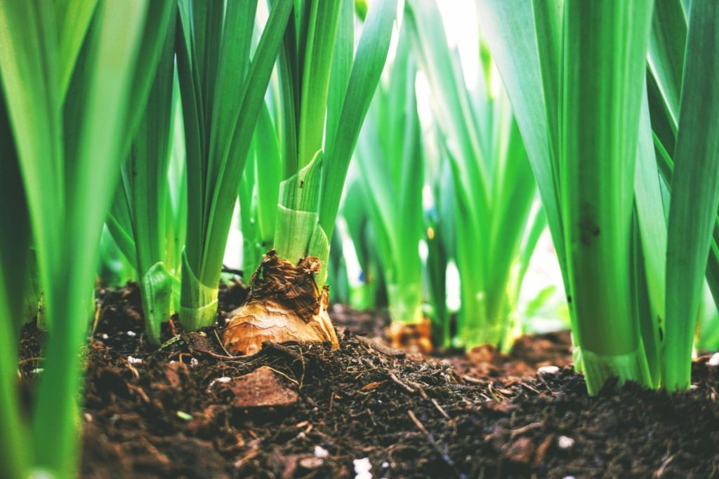 prepare your garden in the spring