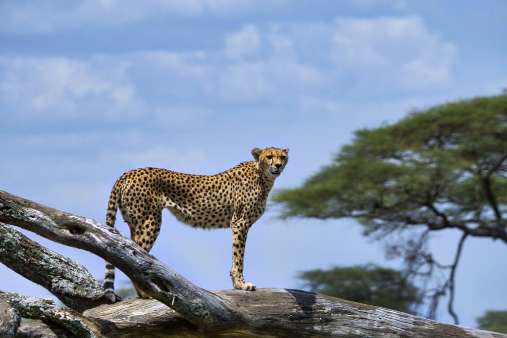 top destinations the Serengeti
