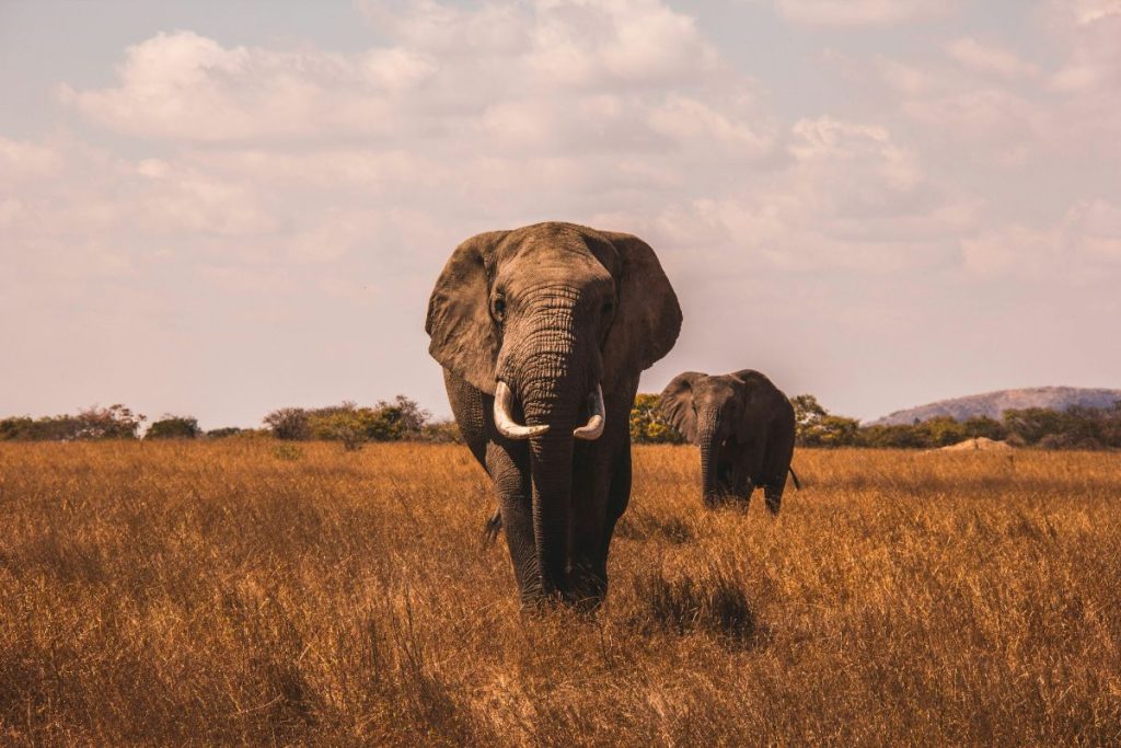 safari 