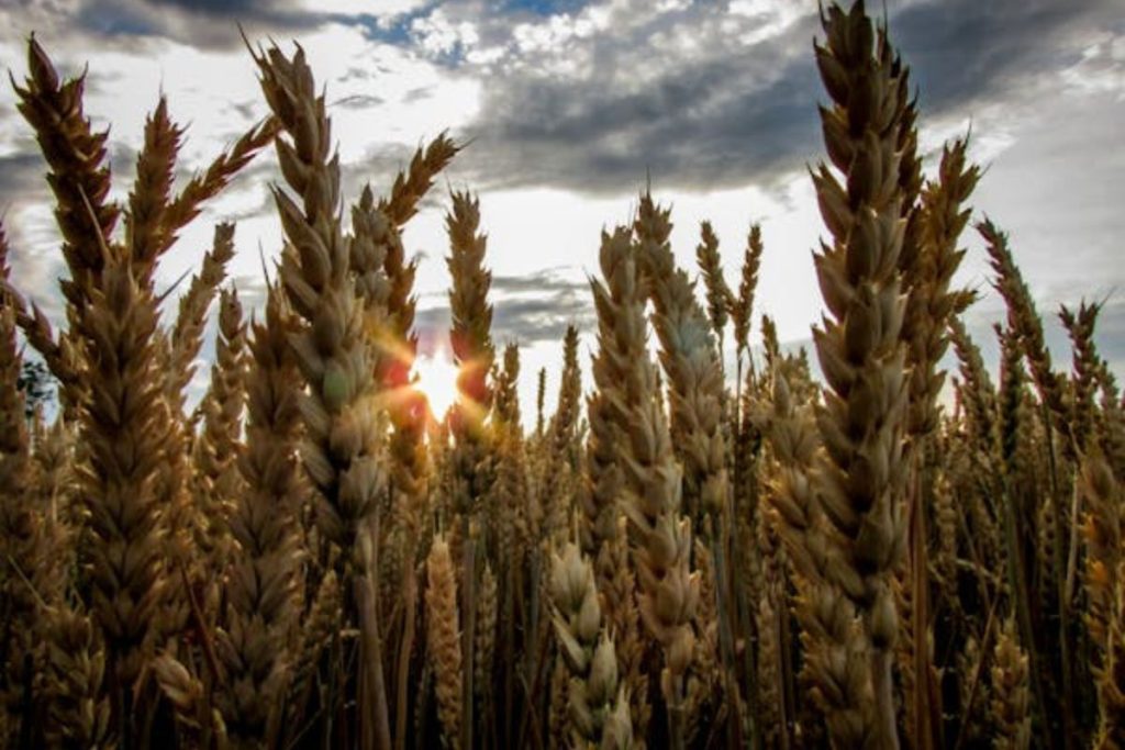 ancient grains