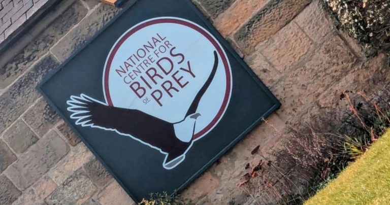 Birds of Prey - Helmsley