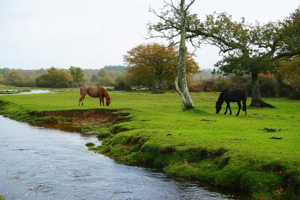 country retreats New Forest