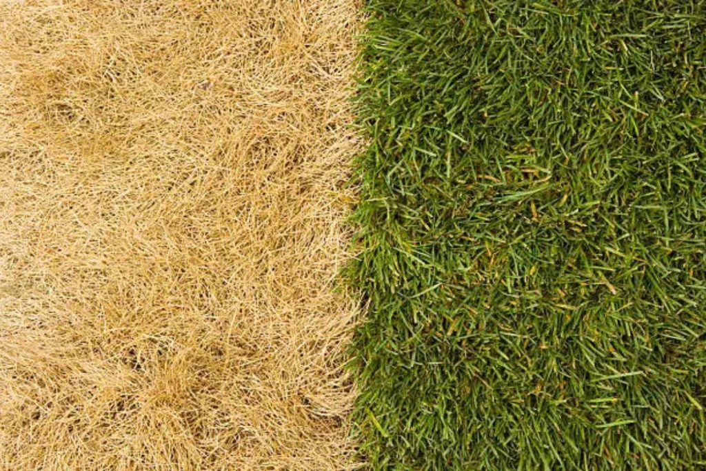treating a dry lawn