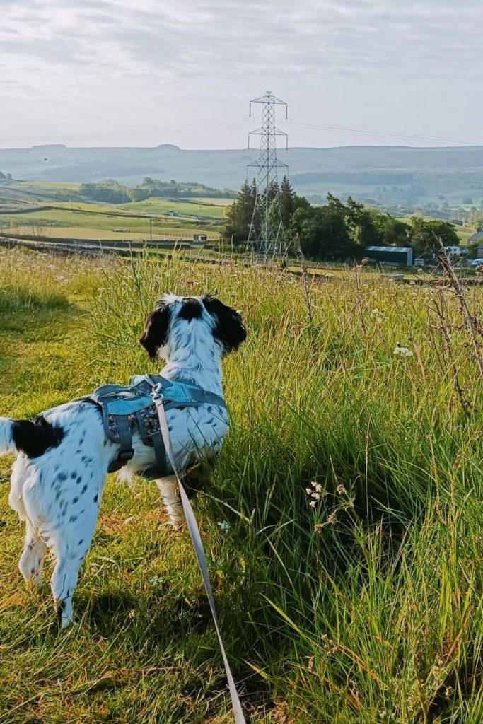 pet-friendly holidays