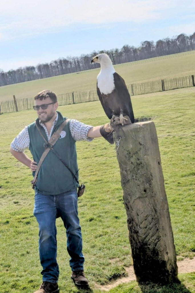 African Sea Eagle - Birds of Prey
