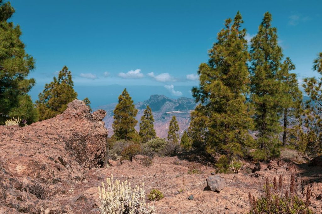 Teide National Park: A Stargazer’s Paradise on Tenerife