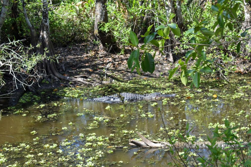 Big Cypress National Preserve